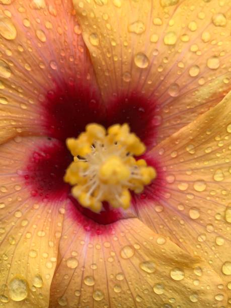 istock Dark yellow Hibiscus flower with raindrops 1355871217