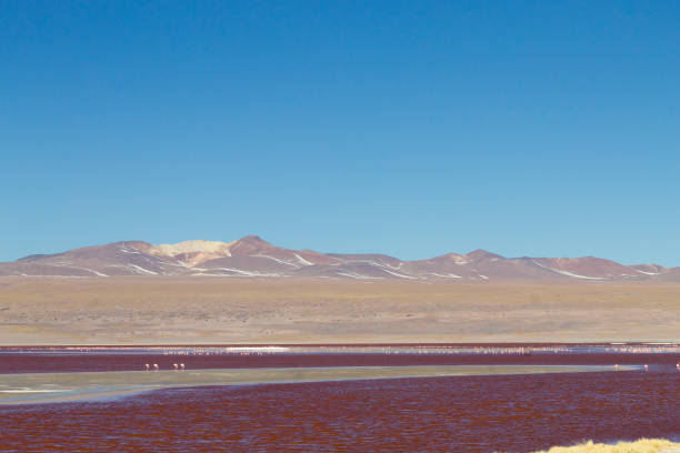 Laguna Colorada landscape,Bolivia. Beautiful bolivian panorama. Red water lagoon