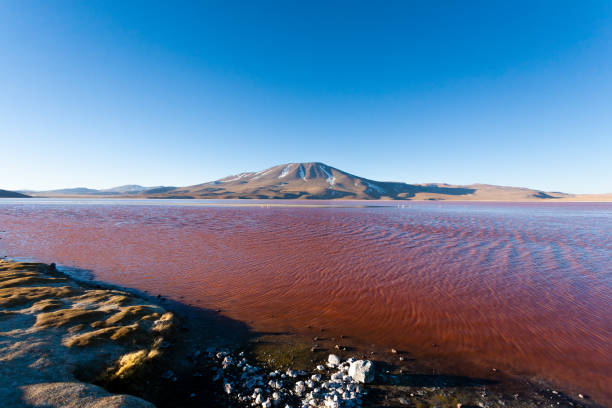 istock Laguna Colorada view, Bolivia 1355872604