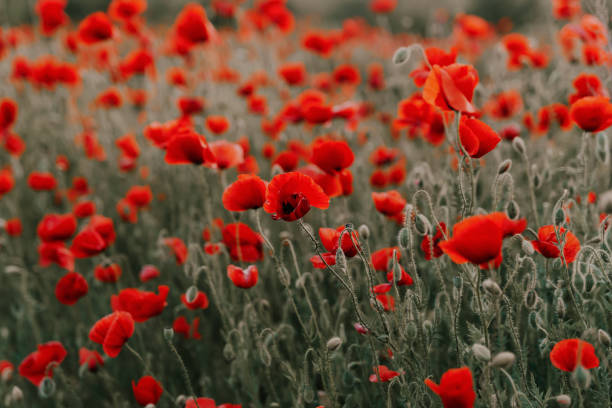 istock Beautiful red poppies at sunset 1355872814