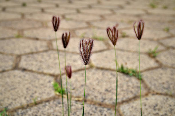 Chloris flowering barbata on road on sunny day