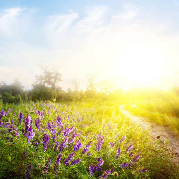 istock ground road among green prairie at the sunset 1355874541