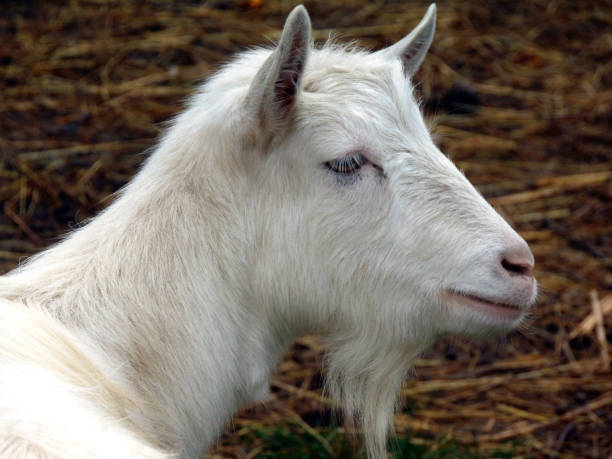 istock the head of a white goat 1355874823