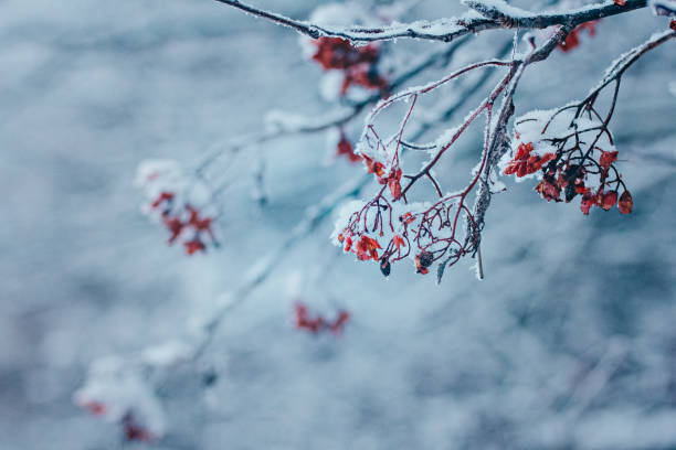 istock A branch of mountain ash with berries. 1355875870