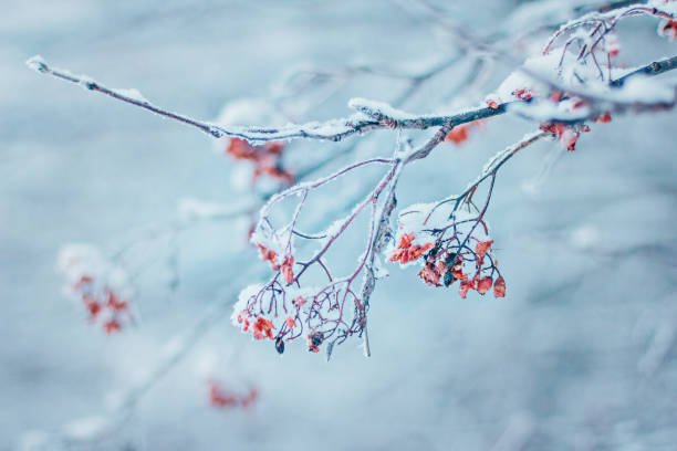 istock A branch of mountain ash with berries. 1355876032