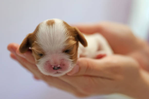 istock Newborn puppy on his arms on a light background, soft focus 1355876885