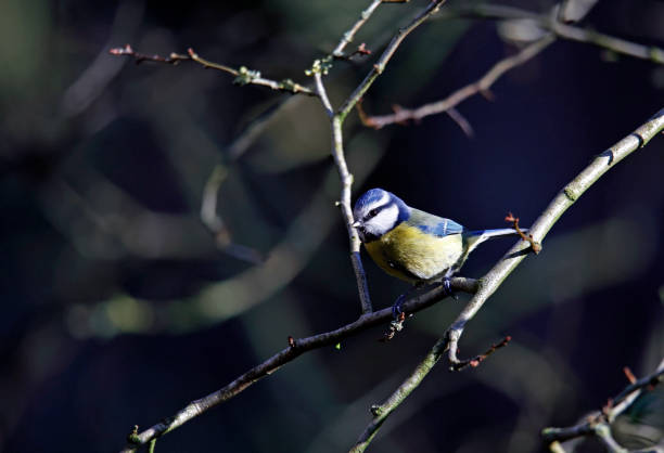 istock Blue tits foraging for food in the woods 1355876933