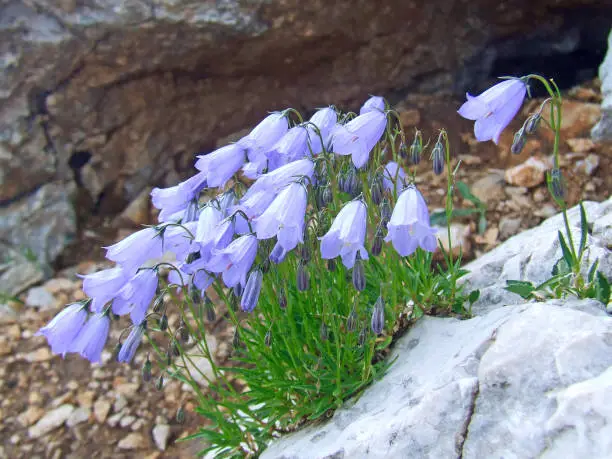 Blue flowers of Campanula rotundifolia. blossoming in mountains. Alpine flowers. Delicate flowers. Scottish bluebell growing in Alps. bluebells bloom in field