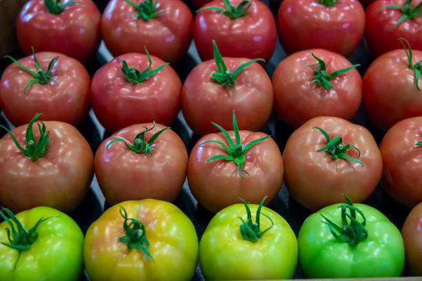 reifeprozess von tomaten, grüngelben, orangefarbenen und roten tomaten - evolution progress unripe tomato stock-fotos und bilder