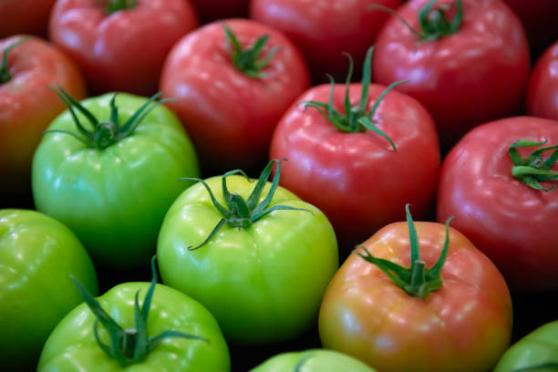토마토, 그린 옐로우, 오렌지, 레드 토마토의 숙성 과정 - evolution progress unripe tomato 뉴스 사진 이미지