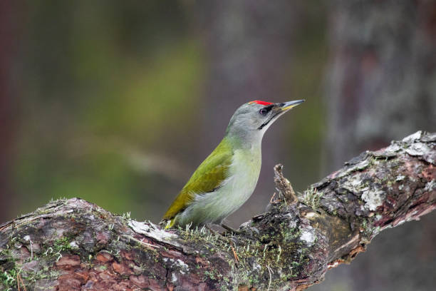 istock Curious and colorful Grey-headed woodpecker, Picus canus on a tree in a boreal forest 1355878740