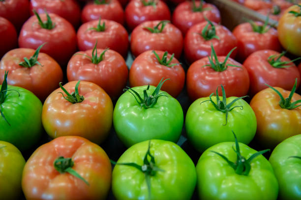 процесс созревания томатов, зелено-желтых, оранжевых и красных томатов - evolution progress unripe tomato стоковые фото и изображения