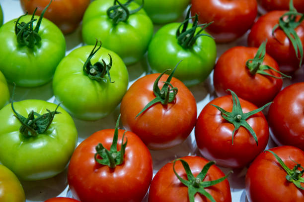 トマト、緑黄色、オレンジ、赤のトマトの熟成プロセス - evolution progress unripe tomato ストックフォトと画像