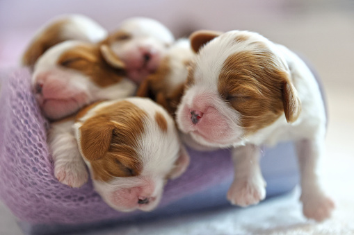 Little Newborn dogs puppies on a white background, soft focus