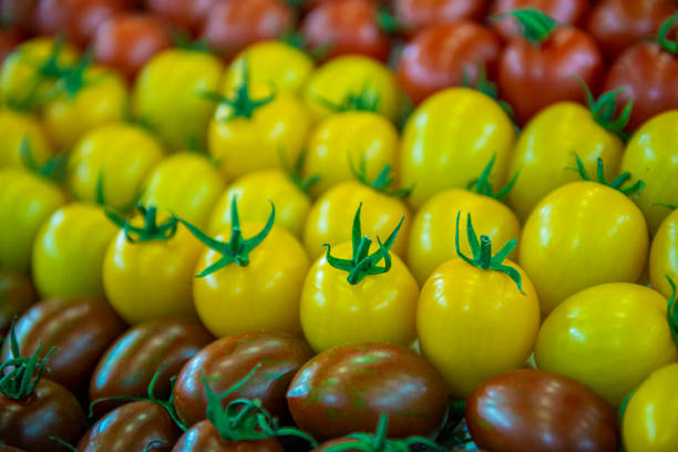 トマト、緑黄色、オレンジ、赤のトマトの熟成プロセス - evolution progress unripe tomato ストックフォトと画像