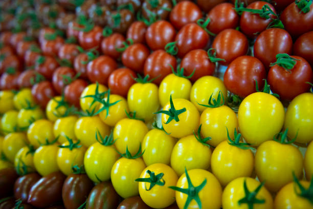 процесс созревания томатов, зелено-желтых, оранжевых и красных томатов - evolution progress unripe tomato стоковые фото и изображения