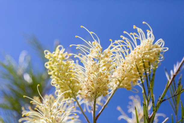 Closeup beautiful white Bottlebrush flowers, Grevillea, macro photography, blue background with copy space, full frame horizontal composition