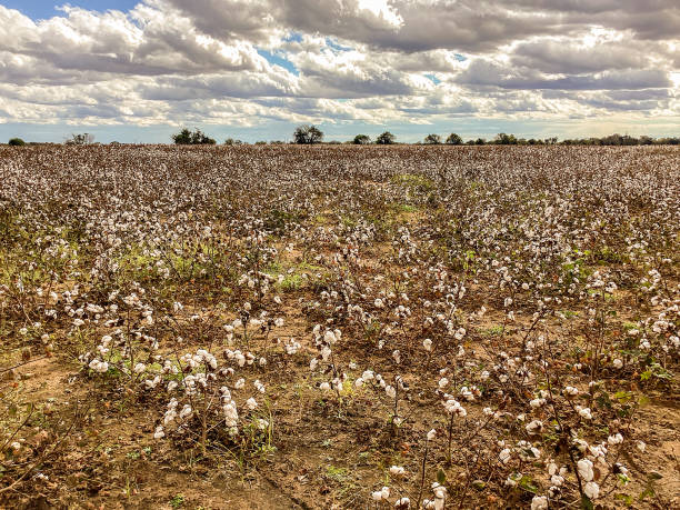 istock Fields of ripe cotton 1355884344