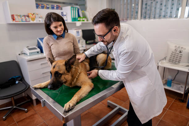 istock Veterinarian examining German Shepherd Dog 1355884485