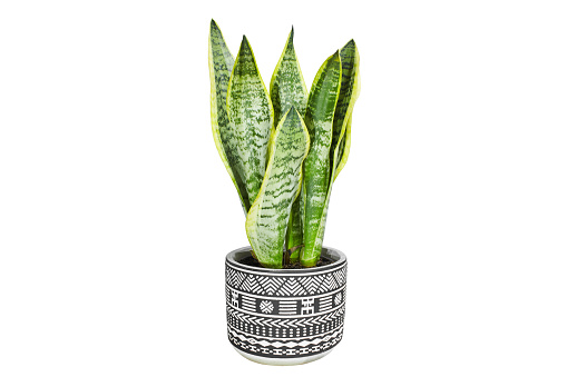 interior decoration, Sansevieria trifasciata 