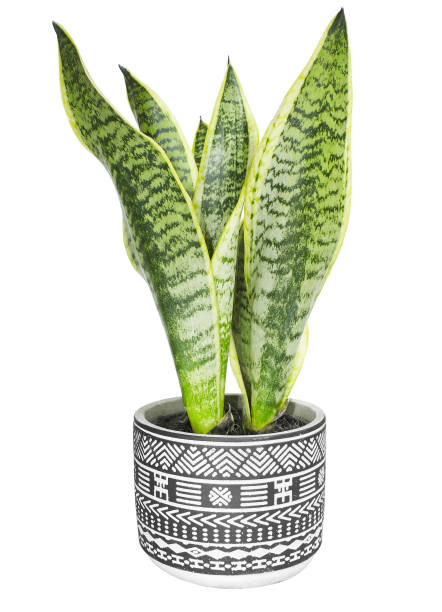 istock interior decoration, Sansevieria trifasciata 
