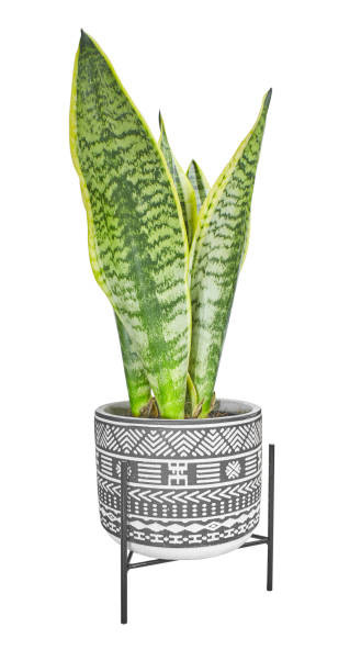 istock interior decoration, Sansevieria trifasciata 