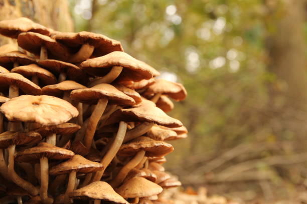 istock a group sulfur tuft mushrooms closeup in a forest in fall 1355886083