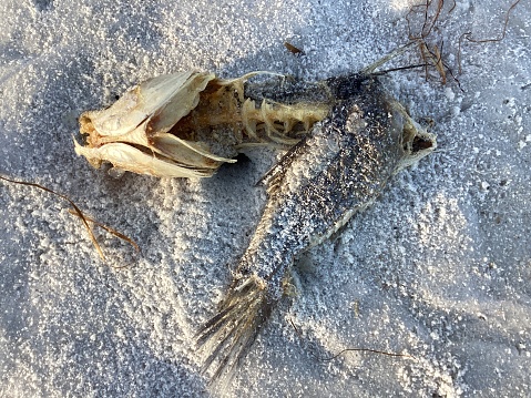 Red Tide Fish Kill on Panama City Beach, Florida, USA