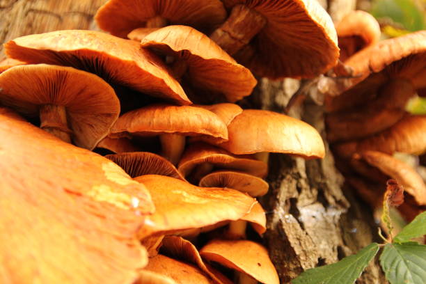 istock a group brown mushroom closeup in the forest 1355886386