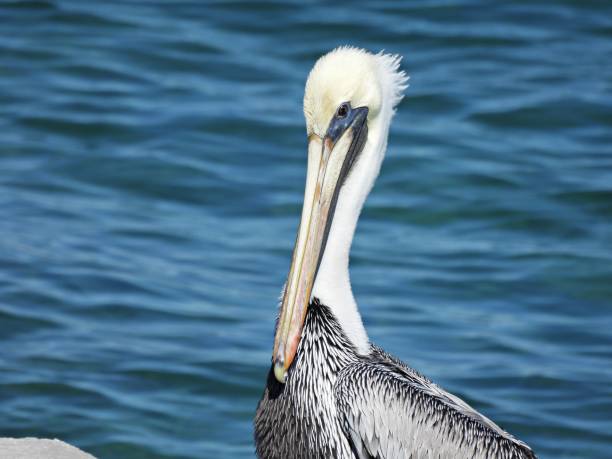 istock Brown Pelican (Pelecanus occidentalis) juvenile - portrait 1355887681