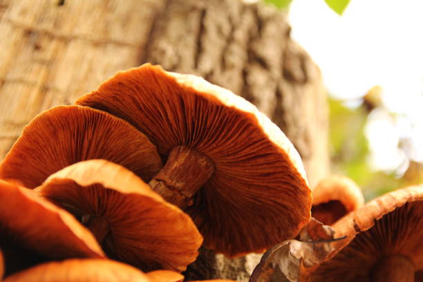 istock the underside of a brown mushroom closeup 1355887803