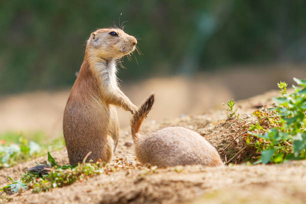 istock Ground squirrel - Spermophilus citellus stands in a meadow and the other ground squirrel climbs into a hole. 1355888671