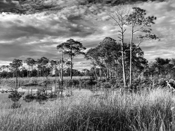 Swamps and still ponds in St. Andrews State Park, Panama City Beach, Florida, USA stock photo