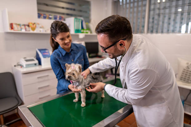 istock Veterinarian examining German Shepherd Dog 1355889125