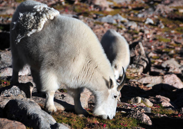 istock Mountain goat (Oreamnos americanus) - a billy, i.e. a male, Mount Evans, Colorado, USA 1355889130