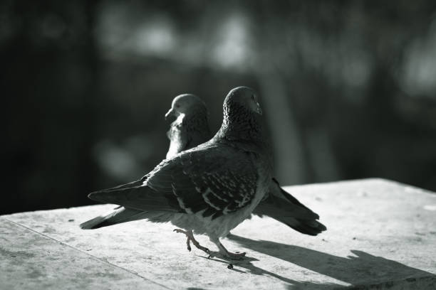 istock Beautiful pigeons and they love each other 1355889676