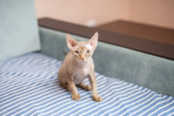 istock a short-haired white cat with beige stripes sits on a couch with a blue stripe in it. 1355889688