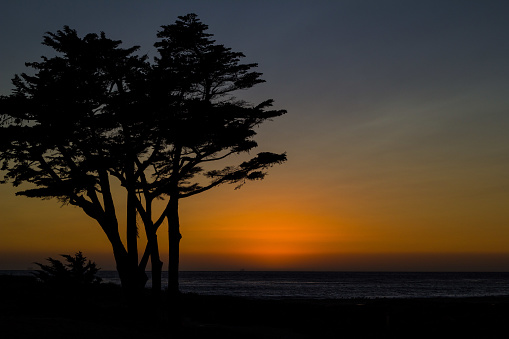 Silhouette of a tree over looking the Pacific Ocean during a colorful sunset of orange and purple.