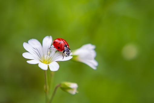 Ladybug resting on flower macro photography