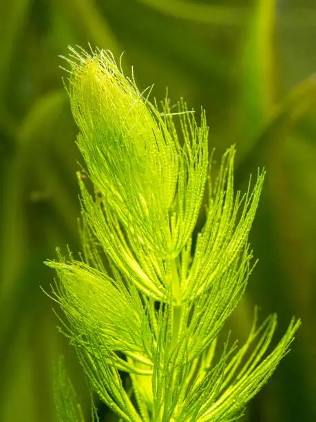 selective focus of Hornwort plant (Ceratophyllum demersum) on a fish tank - macro close up