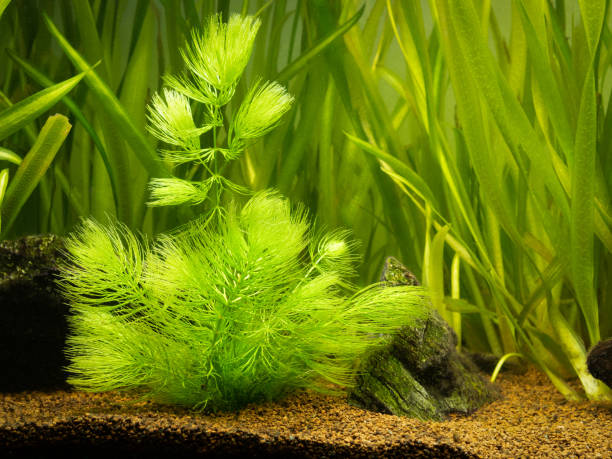 istock Hornwort plant (Ceratophyllum demersum) on a fish tank with blurred background 1355891908