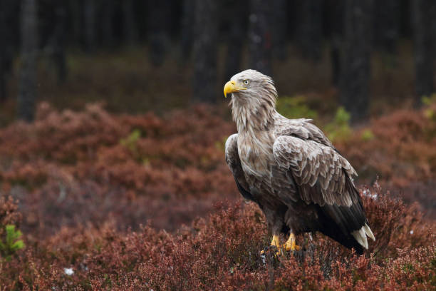 istock Large and majestic raptor White-tailed eagle, Haliaeetus albicilla on brownish heath in Estonian wild nature 1355893110