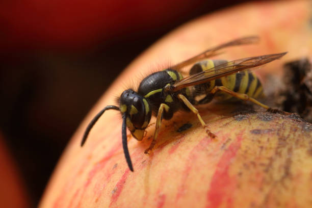 istock Macro of a small wasp on an apple during autumn time 1355893111