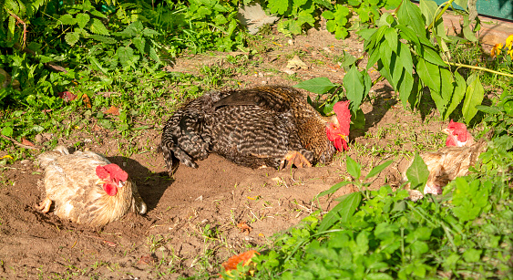 Topic: chicken breeding, poultry farming