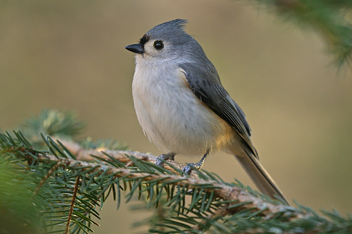 Tufted titmouse in afternoon light. A common visitor to bird feeders in the eastern U.S.