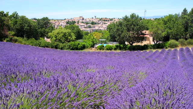Blooming purple lavender field