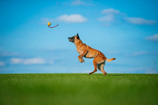 An adult female Belgian Shepherd Malinois prepares to grab a bright yellow ball on a string. The dog looks dynamic and purposeful.