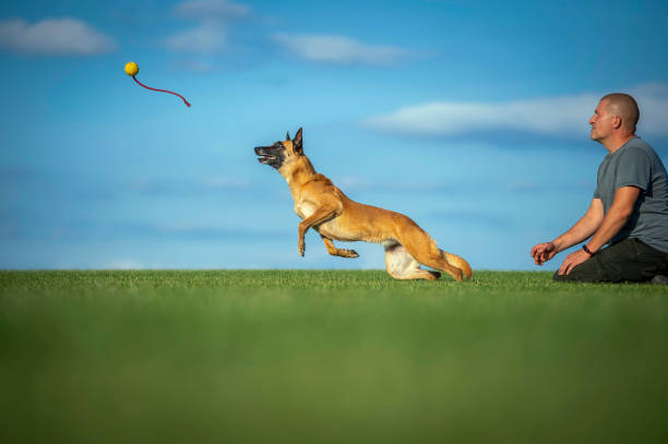 The owner throws a ball to the Belgian Shepherd Malinois stock photo