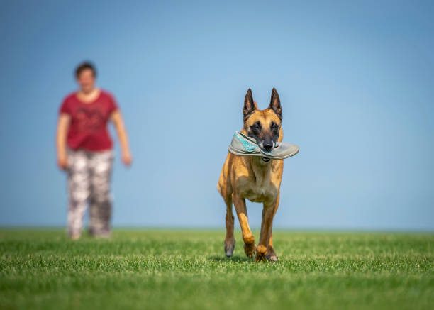 The Belgian Malinois shepherd dog cheerfully runs away from the woman, stealing her shoes. The dog plays, and the woman laughs at her mischief.