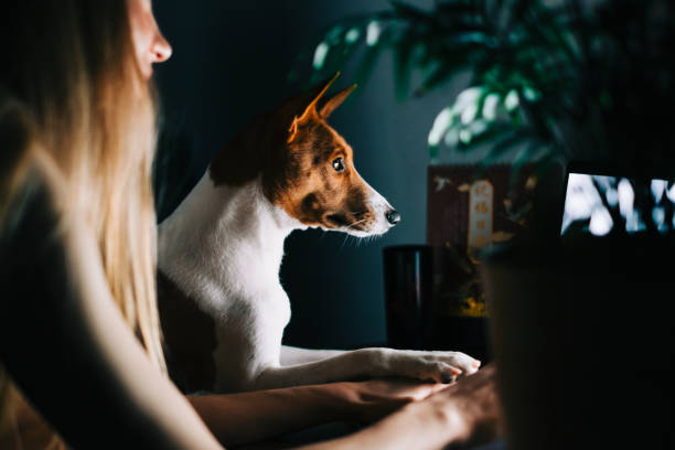 istock Young caucasian woman using laptop computer at the night at home, browse internet or communicate with friends, sitting on armchair with her curious cute dog. 1355899833